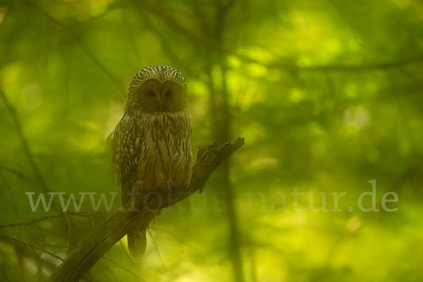 Habichtskauz (Strix uralensis)