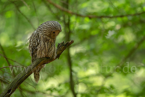 Habichtskauz (Strix uralensis)