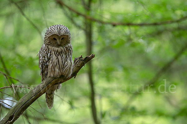 Habichtskauz (Strix uralensis)