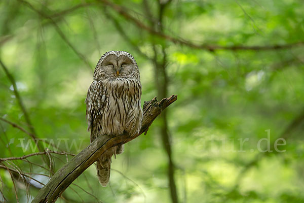 Habichtskauz (Strix uralensis)