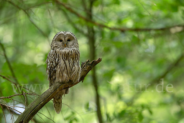 Habichtskauz (Strix uralensis)