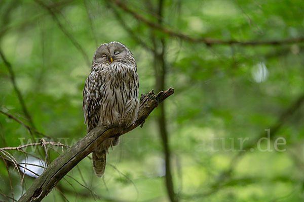 Habichtskauz (Strix uralensis)