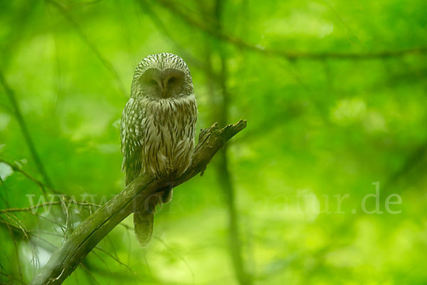 Habichtskauz (Strix uralensis)