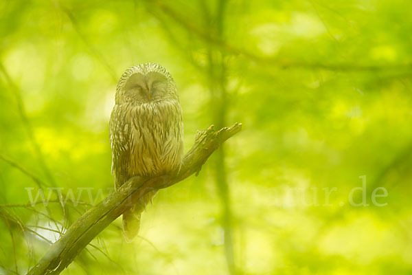 Habichtskauz (Strix uralensis)