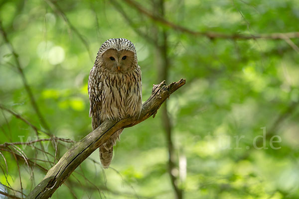 Habichtskauz (Strix uralensis)