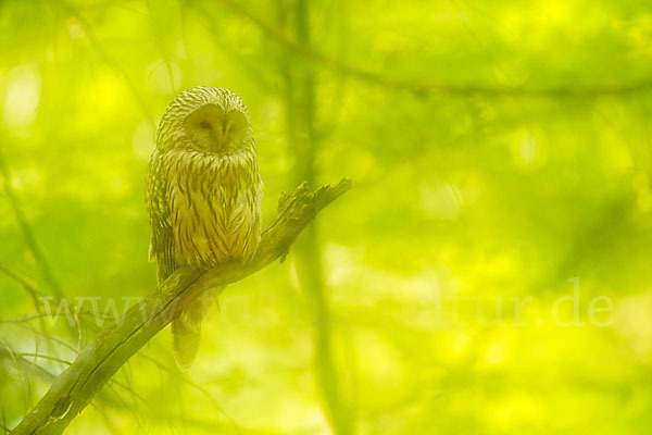 Habichtskauz (Strix uralensis)