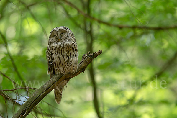 Habichtskauz (Strix uralensis)