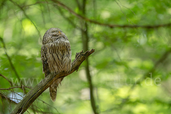 Habichtskauz (Strix uralensis)