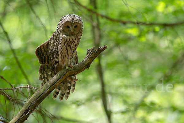 Habichtskauz (Strix uralensis)