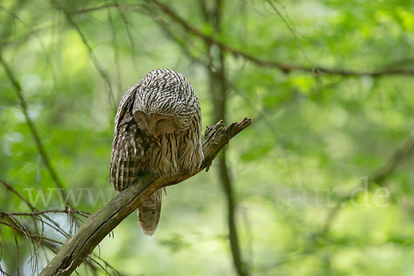 Habichtskauz (Strix uralensis)