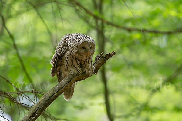 Habichtskauz (Strix uralensis)