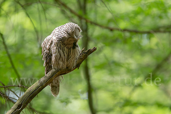 Habichtskauz (Strix uralensis)