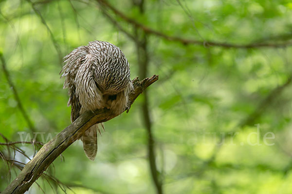 Habichtskauz (Strix uralensis)