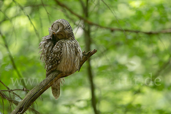 Habichtskauz (Strix uralensis)