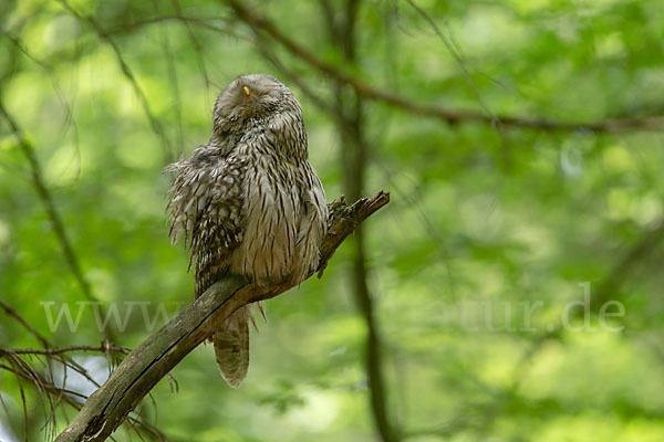 Habichtskauz (Strix uralensis)