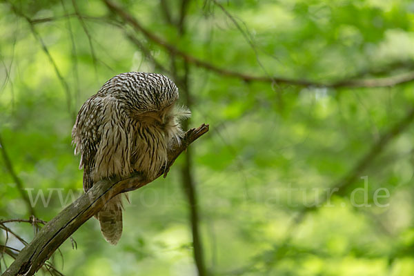 Habichtskauz (Strix uralensis)