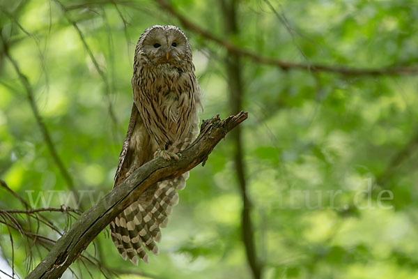 Habichtskauz (Strix uralensis)