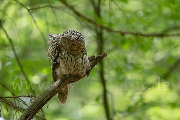 Habichtskauz (Strix uralensis)