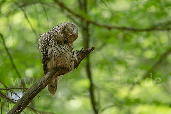 Habichtskauz (Strix uralensis)