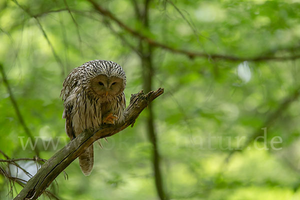 Habichtskauz (Strix uralensis)