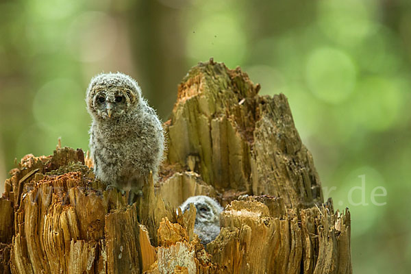 Habichtskauz (Strix uralensis)