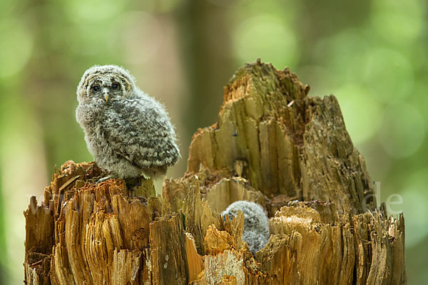 Habichtskauz (Strix uralensis)