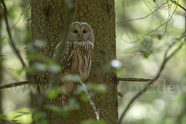 Habichtskauz (Strix uralensis)