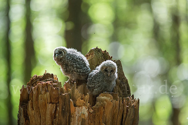 Habichtskauz (Strix uralensis)