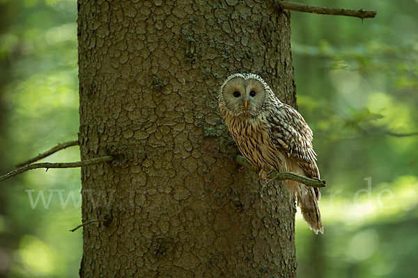 Habichtskauz (Strix uralensis)