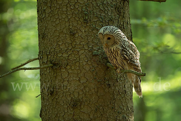 Habichtskauz (Strix uralensis)