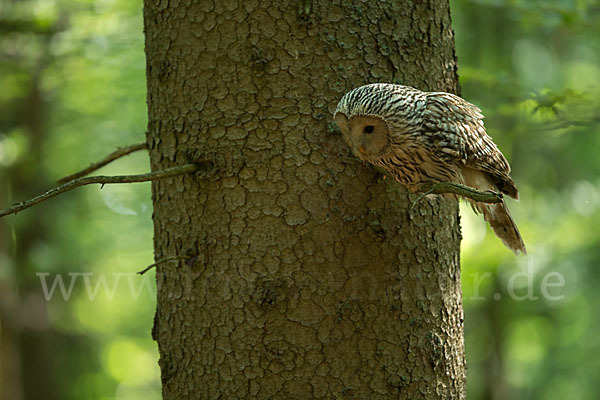 Habichtskauz (Strix uralensis)