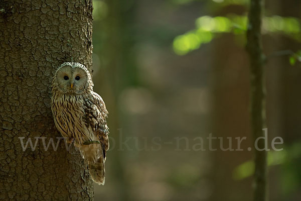 Habichtskauz (Strix uralensis)