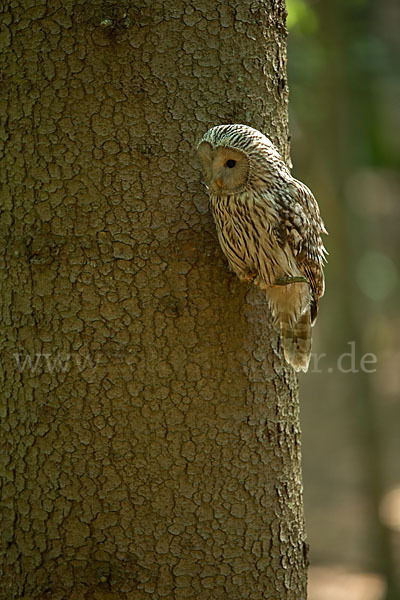 Habichtskauz (Strix uralensis)