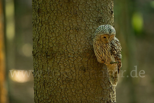 Habichtskauz (Strix uralensis)