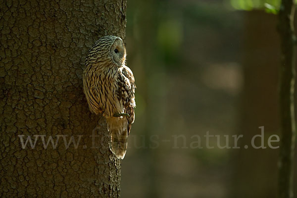 Habichtskauz (Strix uralensis)