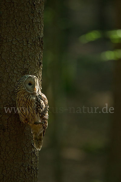 Habichtskauz (Strix uralensis)