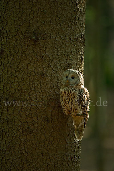 Habichtskauz (Strix uralensis)