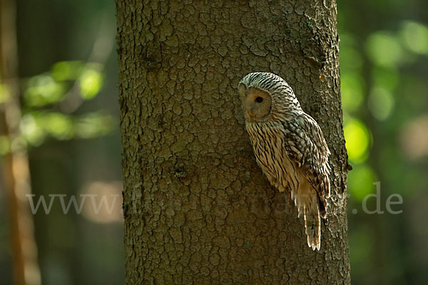 Habichtskauz (Strix uralensis)