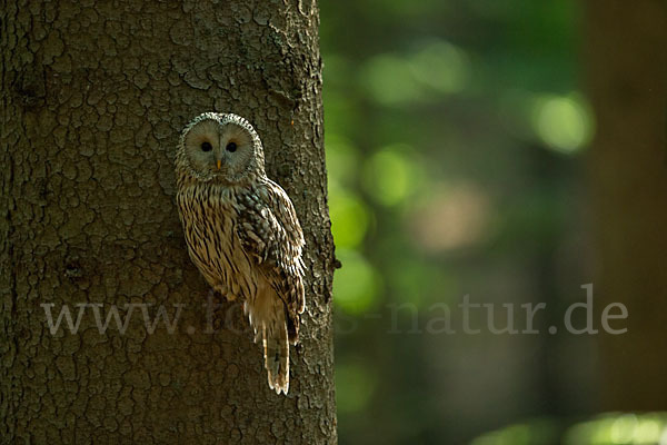 Habichtskauz (Strix uralensis)