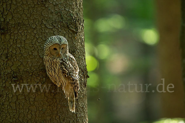 Habichtskauz (Strix uralensis)