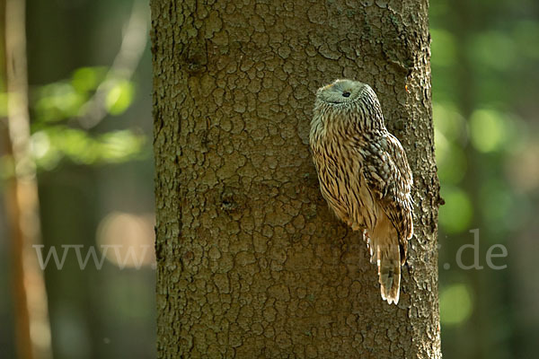 Habichtskauz (Strix uralensis)