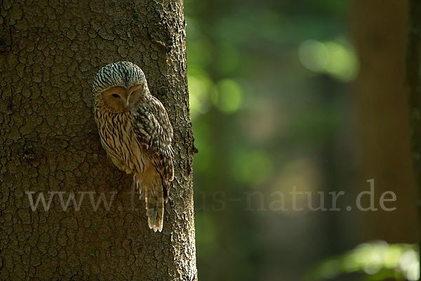 Habichtskauz (Strix uralensis)