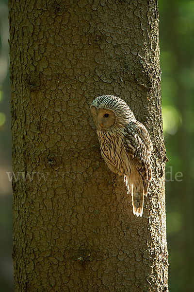 Habichtskauz (Strix uralensis)