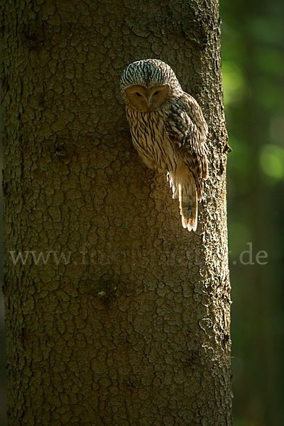 Habichtskauz (Strix uralensis)