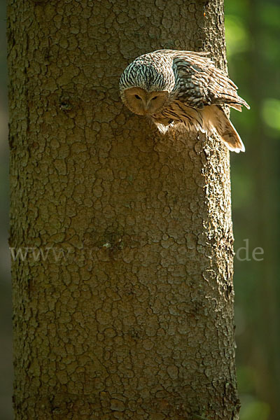 Habichtskauz (Strix uralensis)