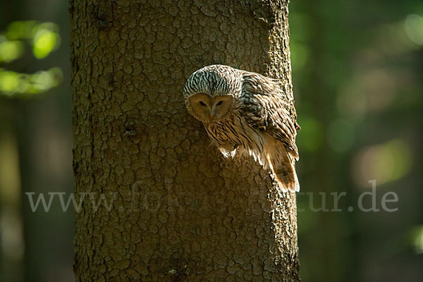 Habichtskauz (Strix uralensis)