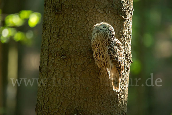 Habichtskauz (Strix uralensis)