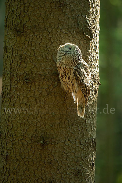 Habichtskauz (Strix uralensis)