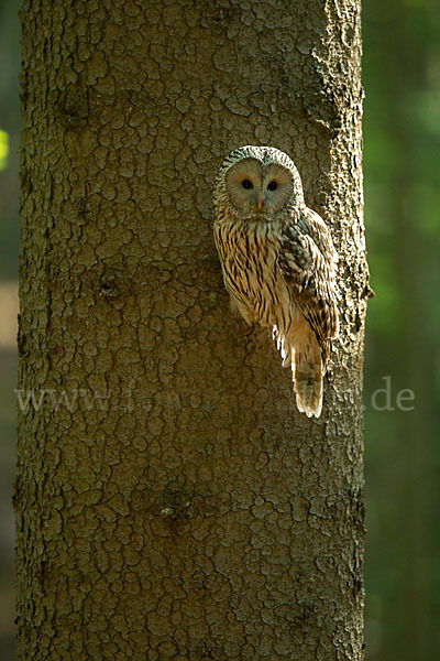 Habichtskauz (Strix uralensis)