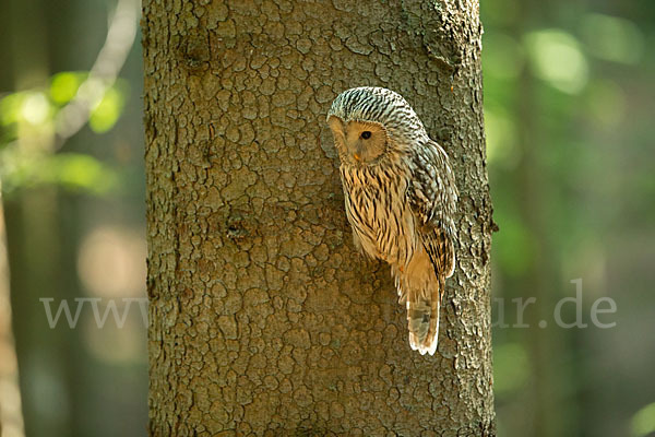 Habichtskauz (Strix uralensis)